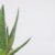 Sucul de Aloe Vera – proprietăți și beneficii pentru sănătate 